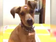 Jade