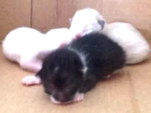 Gato raça  idade Abaixo de 2 meses nome filhotinhos sem nome
