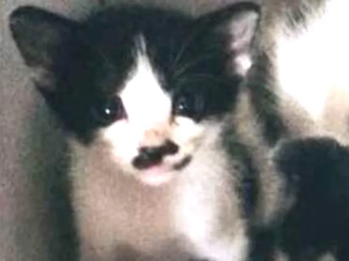 Gato ra a vira-lata idade Abaixo de 2 meses nome sem nomes