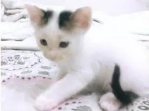 Gato raça vira-lata idade Abaixo de 2 meses nome sem nomes
