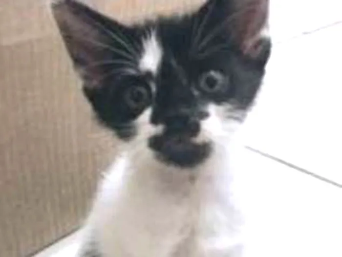 Gato ra a vira-lata idade Abaixo de 2 meses nome sem nomes