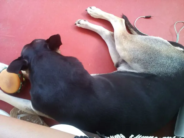 Cachorro raça Pastor Alemão idade 4 anos nome Li Mu Bai