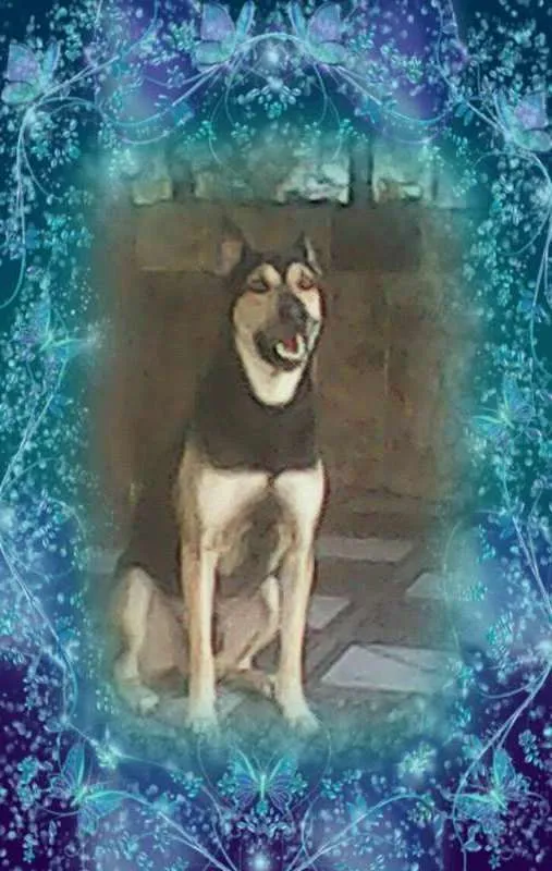 Cachorro raça Pastor Alemão idade 4 anos nome Li Mu Bai