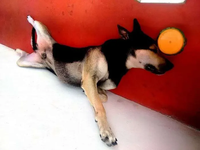 Cachorro raça Pastor Alemão idade 4 anos nome Li Mu Bai