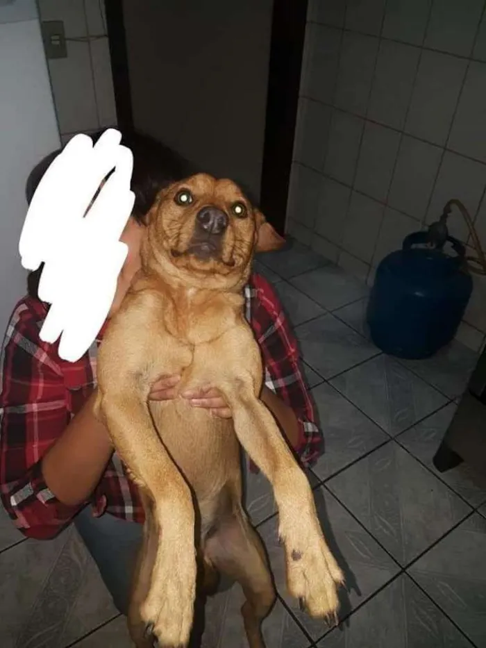 Cachorro ra a Não definida idade 1 ano nome Bob