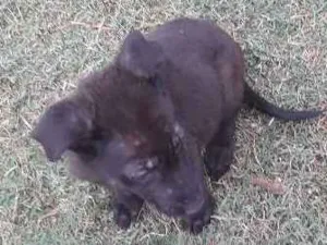 Cachorro raça Vira lata idade 2 a 6 meses nome Ainda não tem.