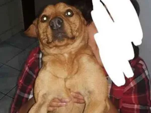 Cachorro raça Não definida idade 1 ano nome Bob