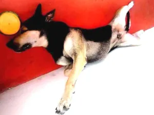 Cachorro raça Pastor Alemão idade 4 anos nome Li Mu Bai