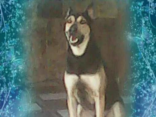 Cachorro raça Pastor Alemão idade 4 anos nome Li Mu Bai