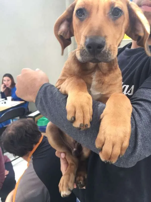 Cachorro ra a Mix de Fila idade 2 a 6 meses nome Feijão