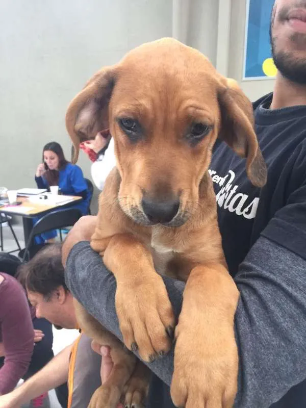 Cachorro ra a Mix de Fila idade 2 a 6 meses nome Feijão