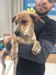 Cachorro raça mix de Fila idade 2 a 6 meses nome Macarrão