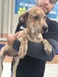 Cachorro raça mix de Fila idade 2 a 6 meses nome Macarrão