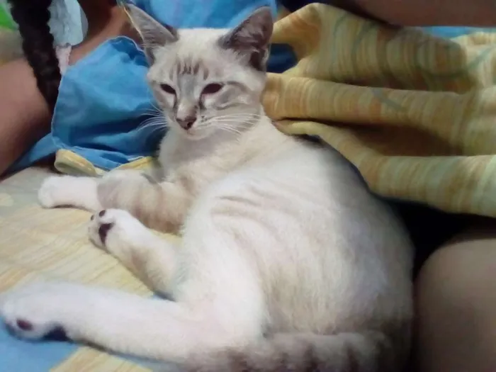 Gato raça Mista idade 2 a 6 meses nome Randy