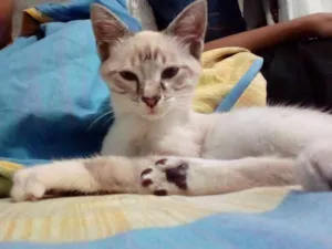 Gato raça Mista idade 2 a 6 meses nome Randy