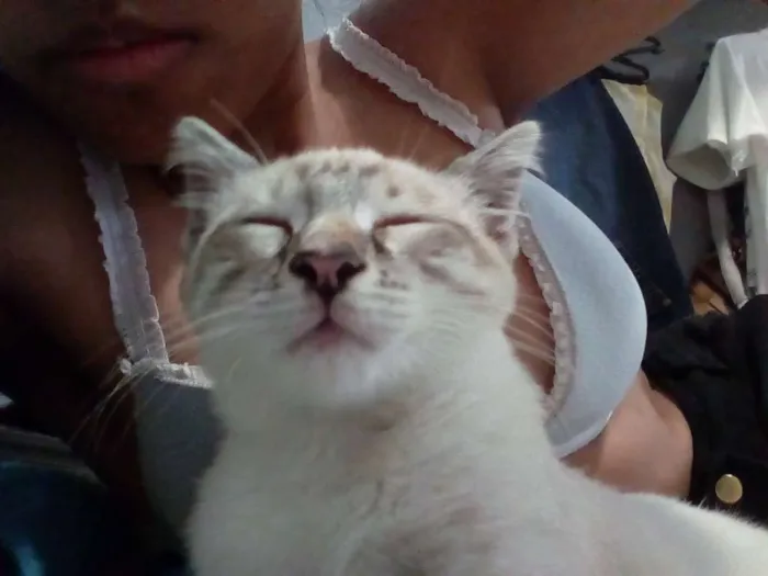 Gato raça Mista idade 2 a 6 meses nome Randy