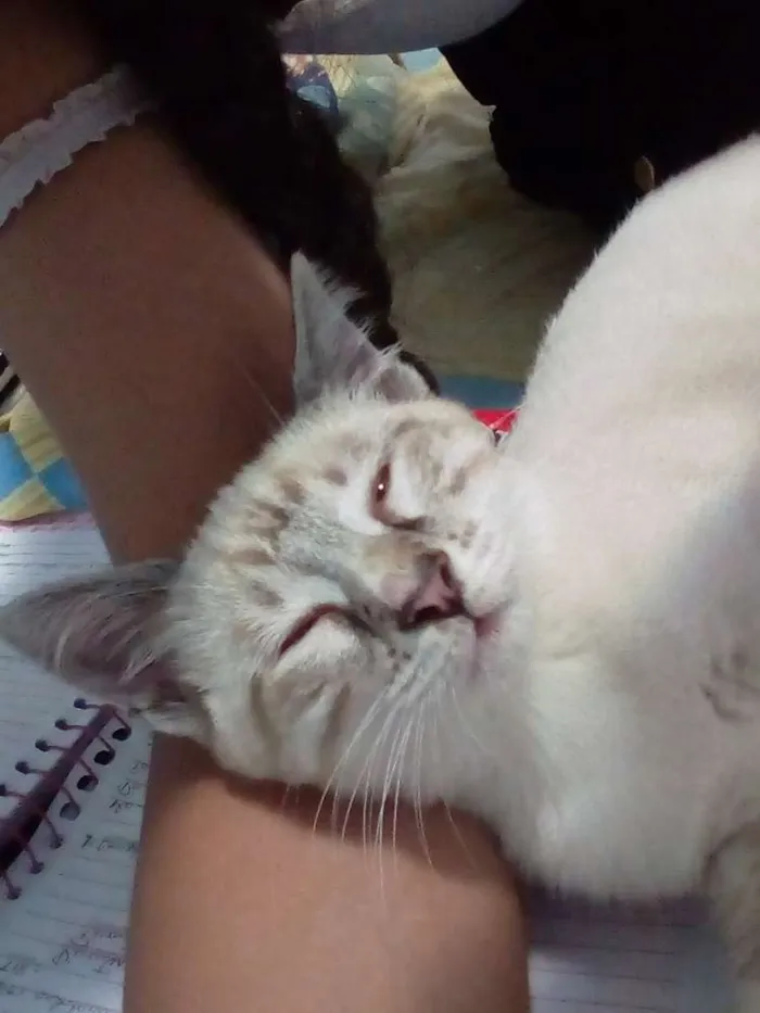 Gato raça Mista idade 2 a 6 meses nome Randy