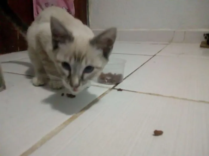 Gato raça Mista idade 2 a 6 meses nome Randy