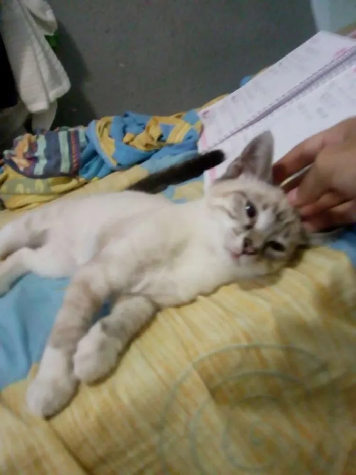 Gato raça Mista idade 2 a 6 meses nome Randy