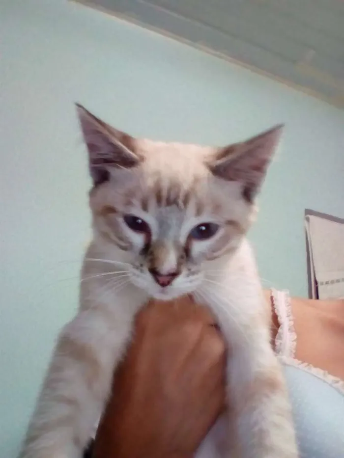 Gato raça Mista idade 2 a 6 meses nome Randy