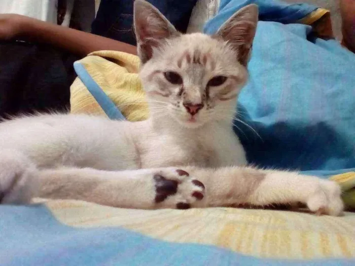 Gato raça Mista idade 2 a 6 meses nome Randy