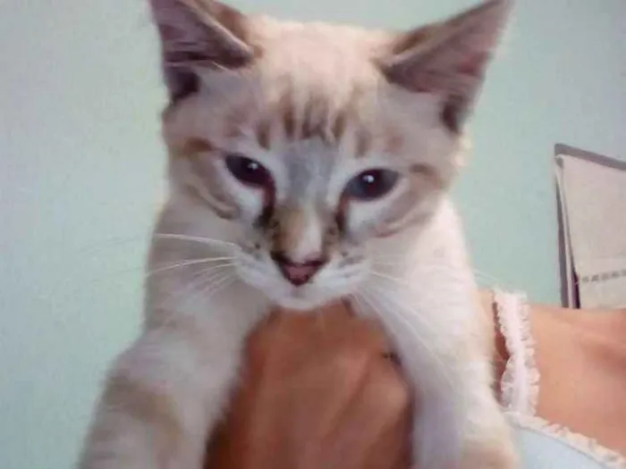 Gato raça Mista idade 2 a 6 meses nome Randy