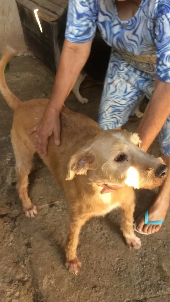 Cachorro ra a Indefinida  idade 6 ou mais anos nome Loiro