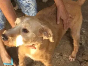 Cachorro raça Indefinida  idade 6 ou mais anos nome Loiro