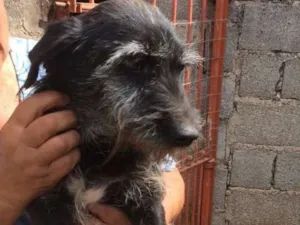 Cachorro raça Indefinida idade 5 anos nome Silas
