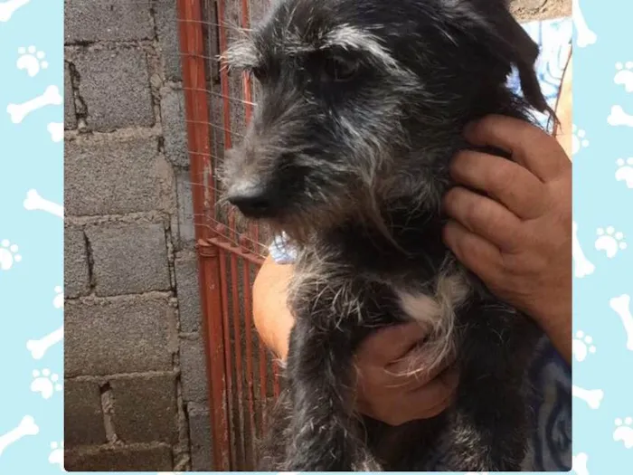 Cachorro ra a Indefinida idade 5 anos nome Silas