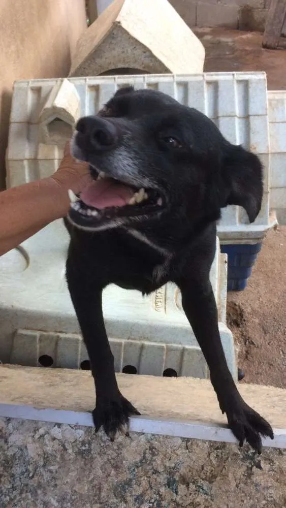 Cachorro ra a Indefinida idade 6 ou mais anos nome Rayssa
