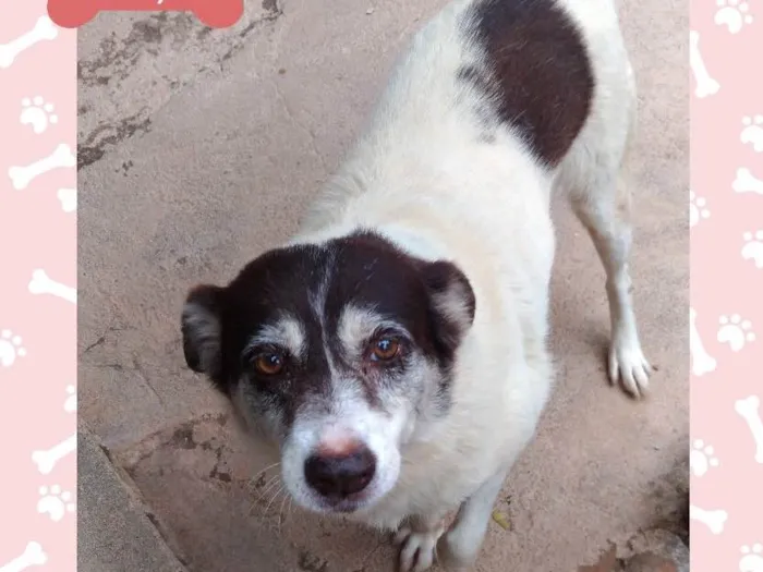 Cachorro ra a Indefinida idade 6 ou mais anos nome Jully