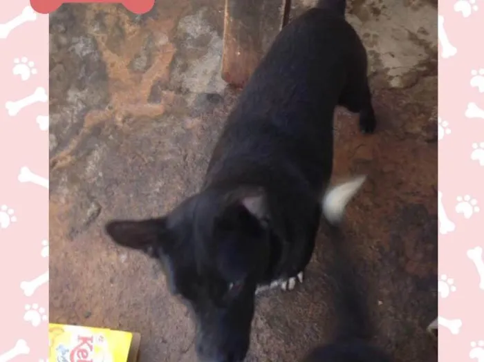 Cachorro ra a Indefinida idade 2 anos nome Mila