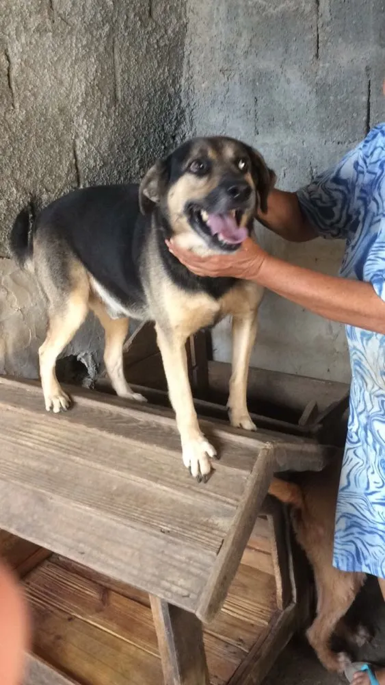 Cachorro ra a Indefinida idade 5 anos nome Pastor