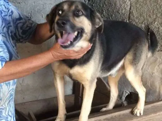 Cachorro ra a Indefinida idade 5 anos nome Pastor
