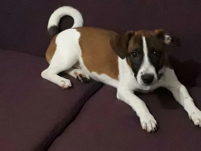 Cachorro raça Vira lata com maltês  idade 2 a 6 meses nome Barney