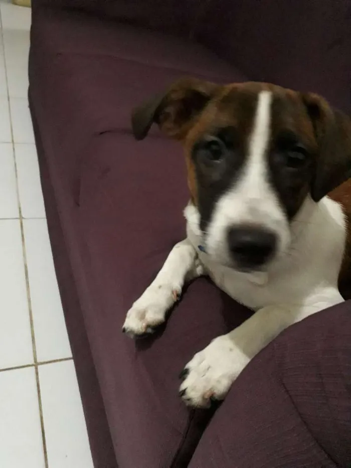 Cachorro raça Vira lata com maltês  idade 2 a 6 meses nome Barney