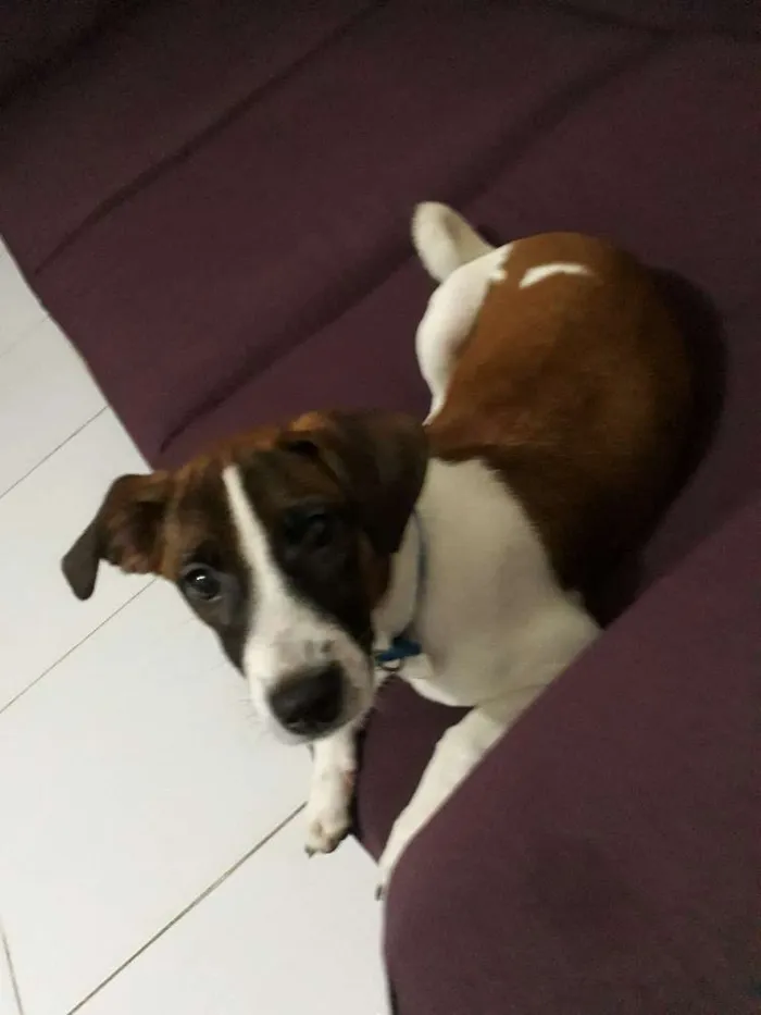 Cachorro raça Vira lata com maltês  idade 2 a 6 meses nome Barney