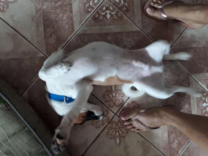 Cachorro raça Vira lata com maltês  idade 2 a 6 meses nome Barney