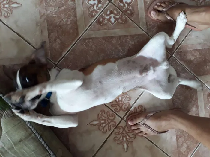 Cachorro raça Vira lata com maltês  idade 2 a 6 meses nome Barney