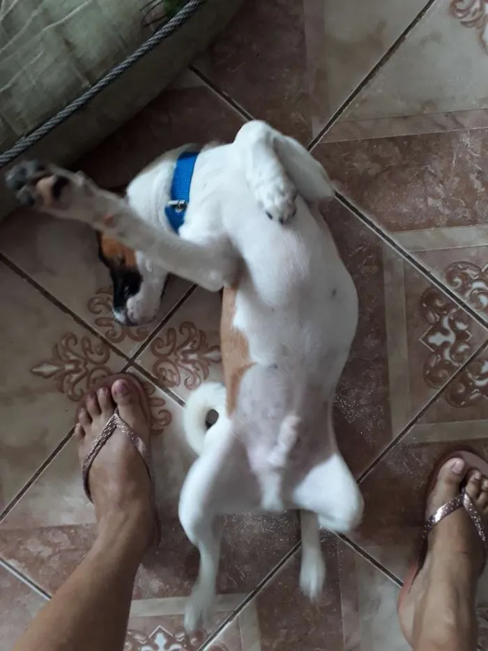 Cachorro raça Vira lata com maltês  idade 2 a 6 meses nome Barney