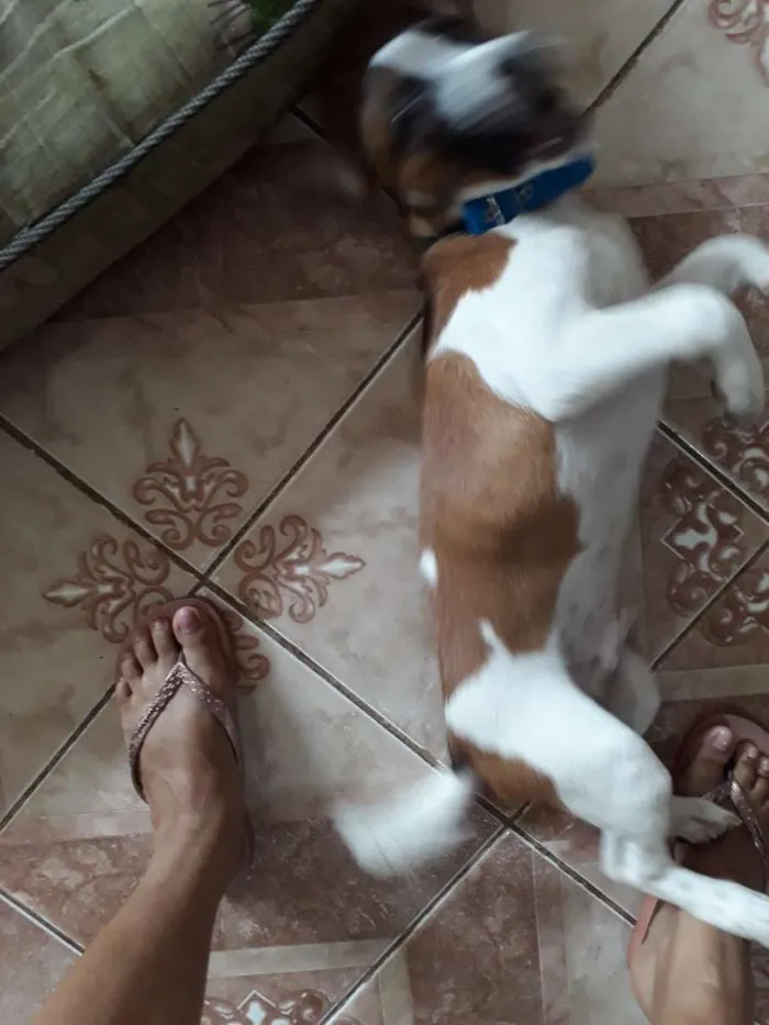 Cachorro raça Vira lata com maltês  idade 2 a 6 meses nome Barney