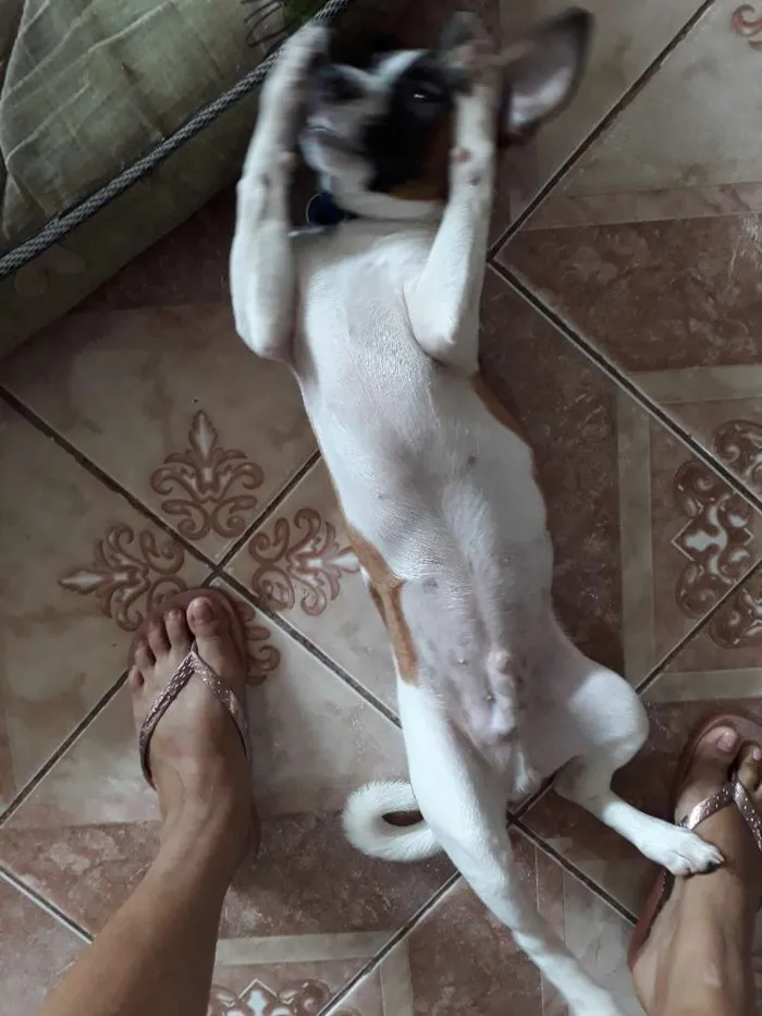 Cachorro raça Vira lata com maltês  idade 2 a 6 meses nome Barney