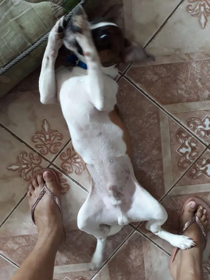 Cachorro raça Vira lata com maltês  idade 2 a 6 meses nome Barney