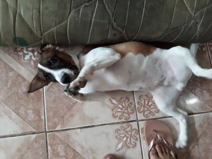 Cachorro raça Vira lata com maltês  idade 2 a 6 meses nome Barney