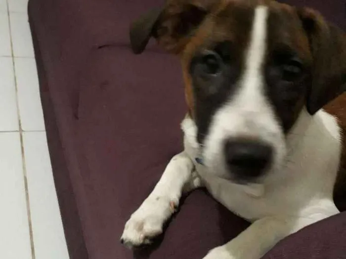 Cachorro raça Vira lata com maltês  idade 2 a 6 meses nome Barney