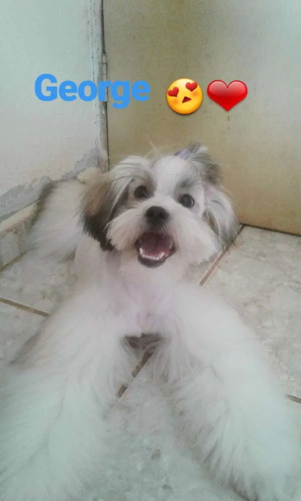 Cachorro ra a Shitzu com lhasa idade 7 a 11 meses nome George