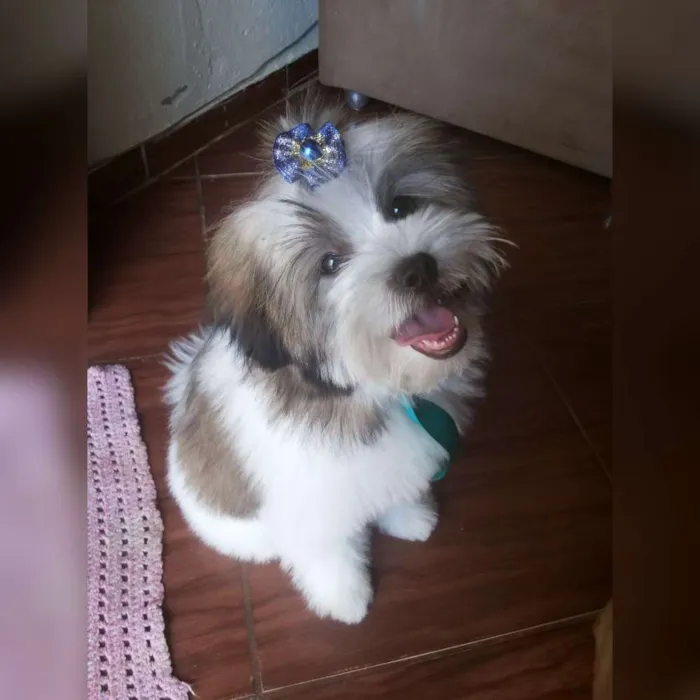 Cachorro ra a Shitzu com lhasa idade 7 a 11 meses nome George