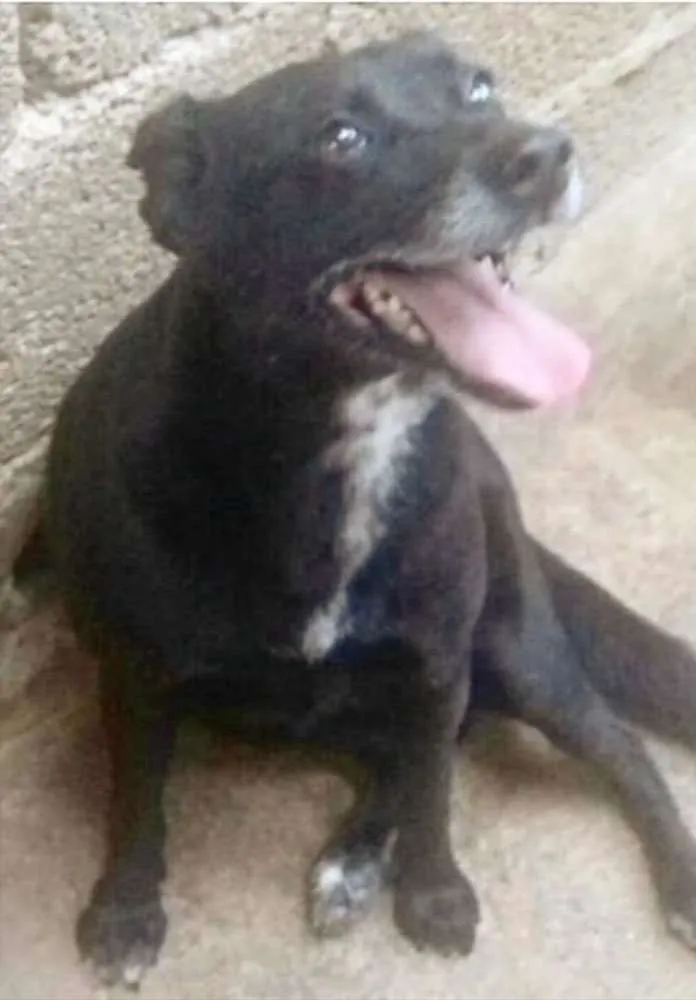 Cachorro ra a Indefinida idade 6 ou mais anos nome Rayssa