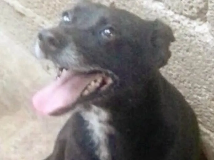 Cachorro ra a Indefinida idade 6 ou mais anos nome Rayssa